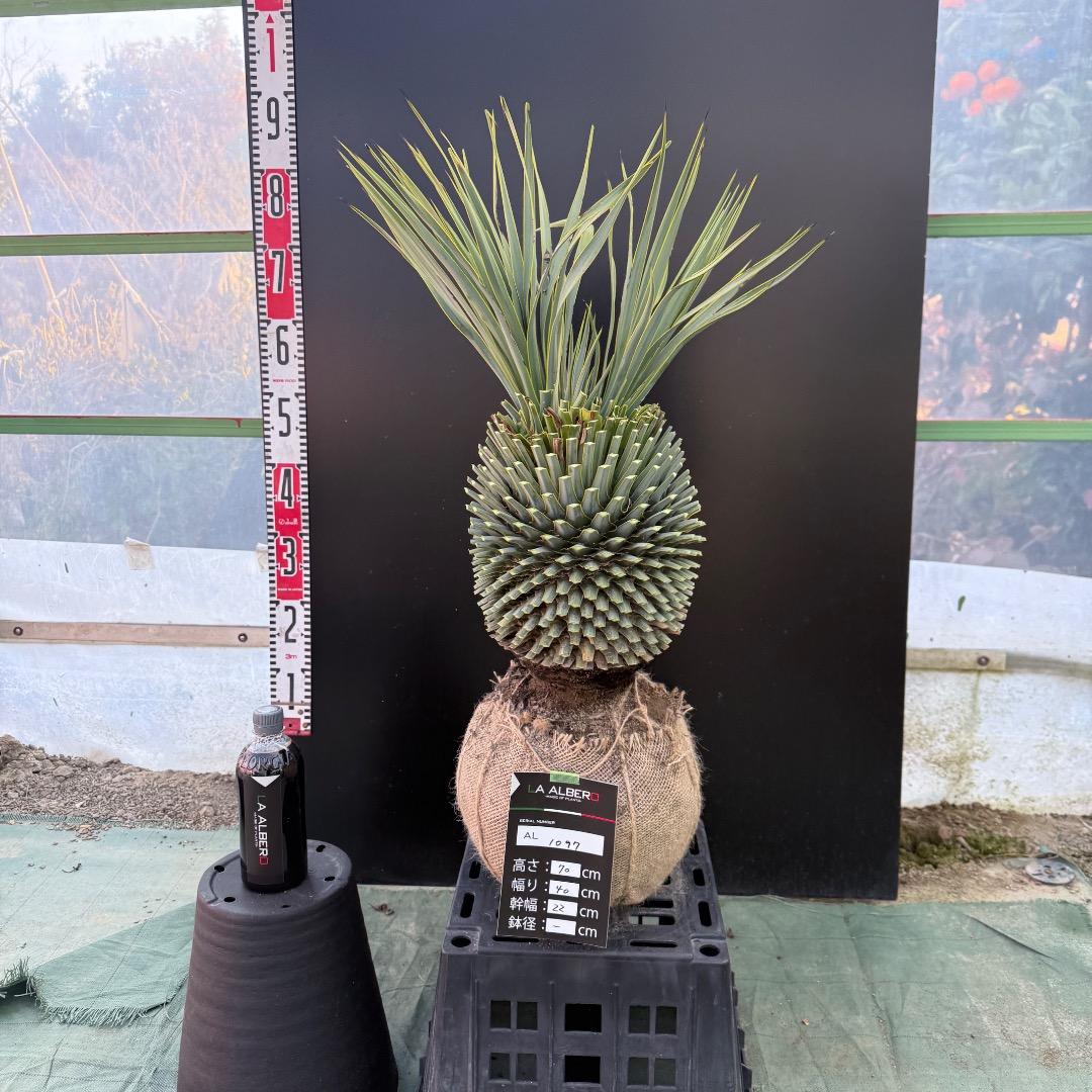 T*k様 【AL1097】超希少　ユッカ　ロストラータ　頂上分頭４ヘッド個体