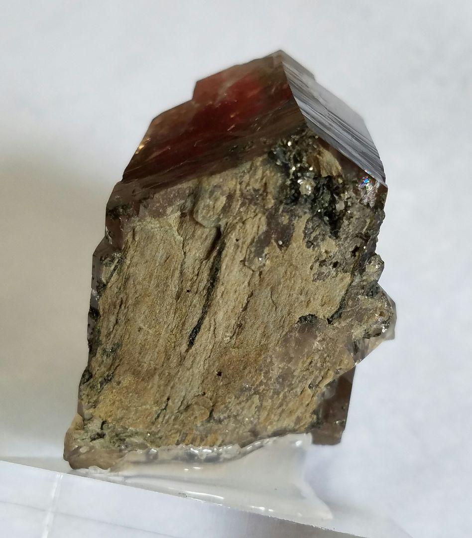 ドードー産グウィンデルNo1260