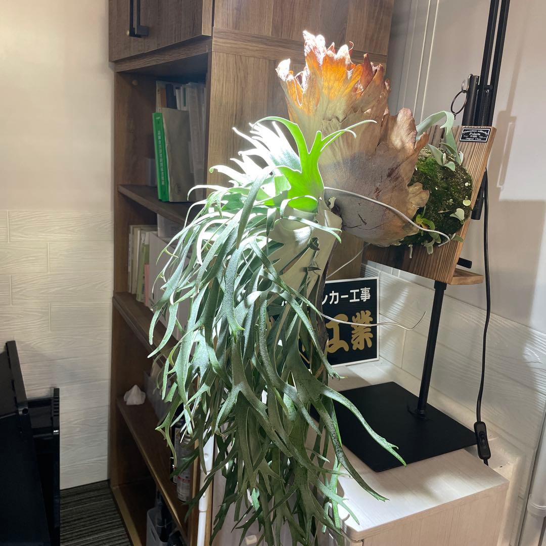 4*5様 ビカクシダ P.willinckii Polaris ポラリス子株#8