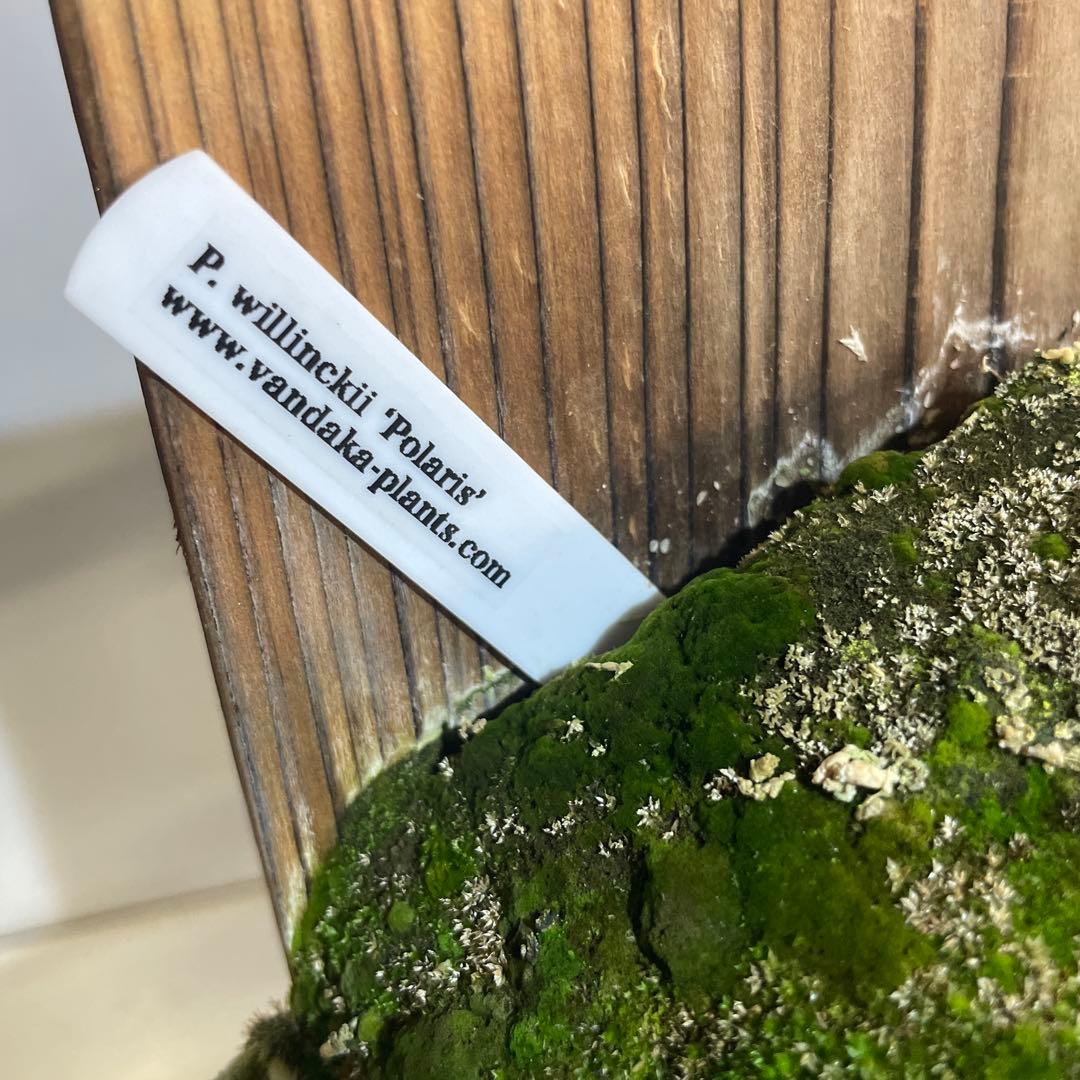 4*5様 ビカクシダ P.willinckii Polaris ポラリス子株#8