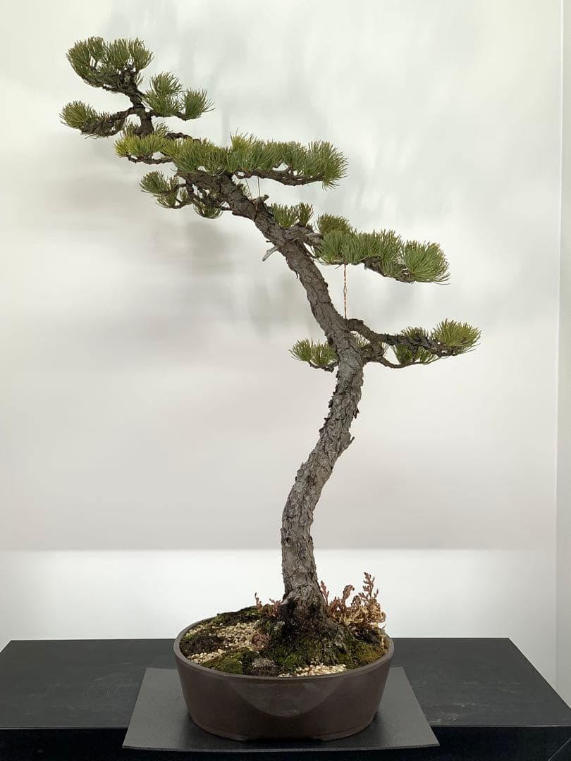 即展示可能　文人那須五葉松　古木（検索/真柏　黒松　赤松　捻転　懸崖　盆栽）