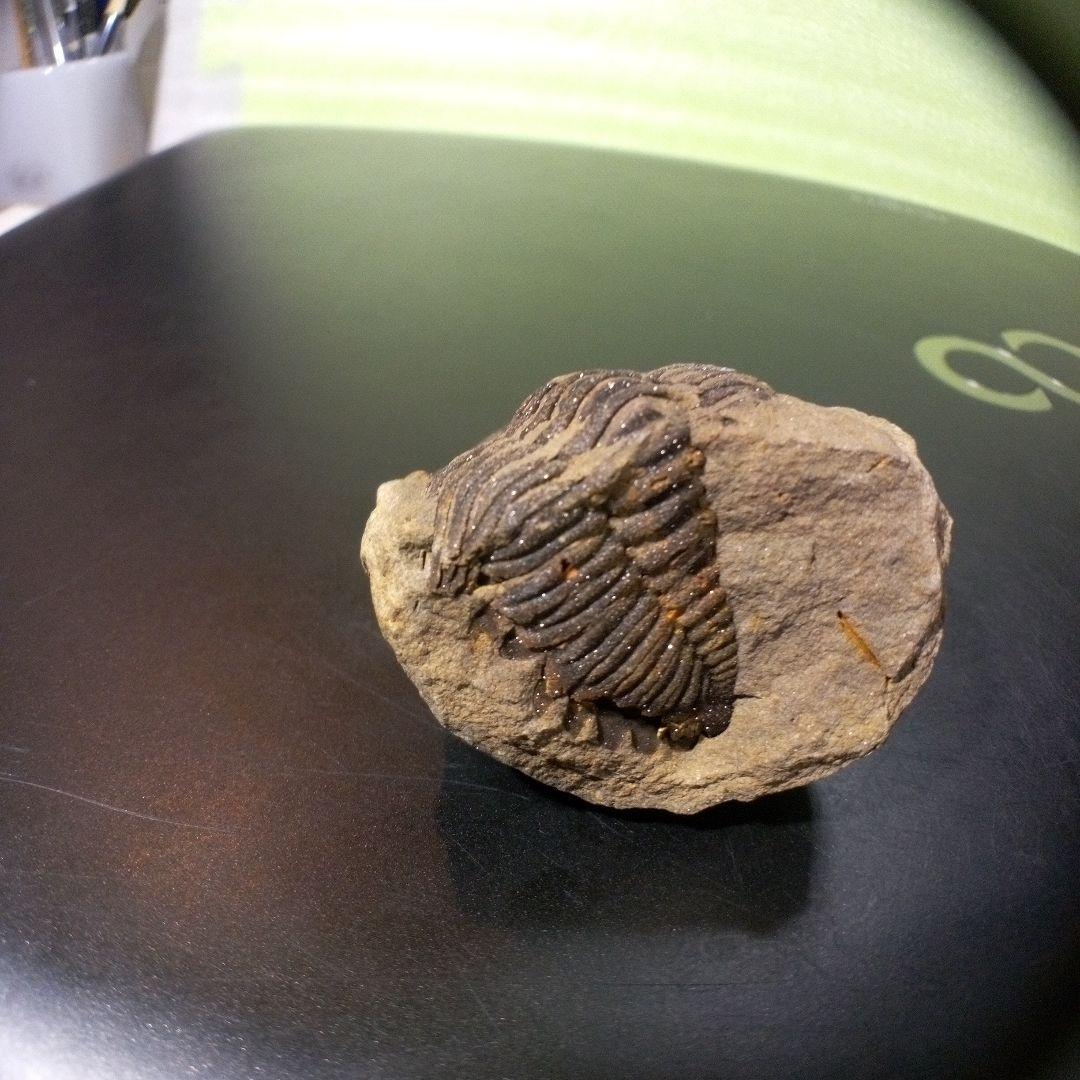 三葉虫　化石　fossil　ボリビア産　レア　Fossil管理⑩