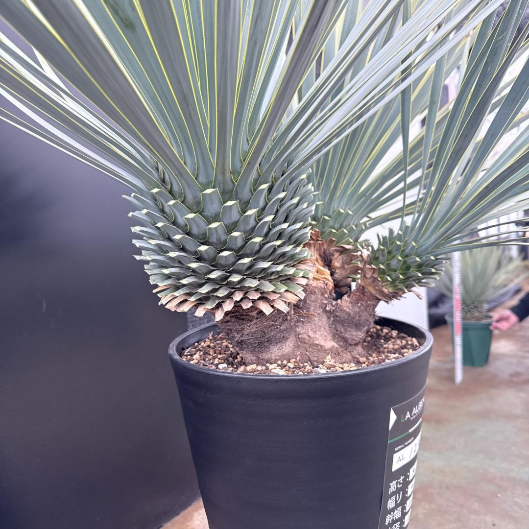 【AL1200】ユッカ　ロストラータ　トリプルヘッド