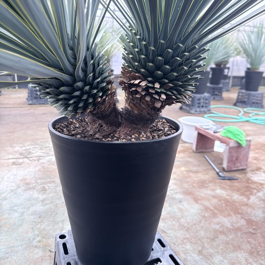 【AL1200】ユッカ　ロストラータ　トリプルヘッド