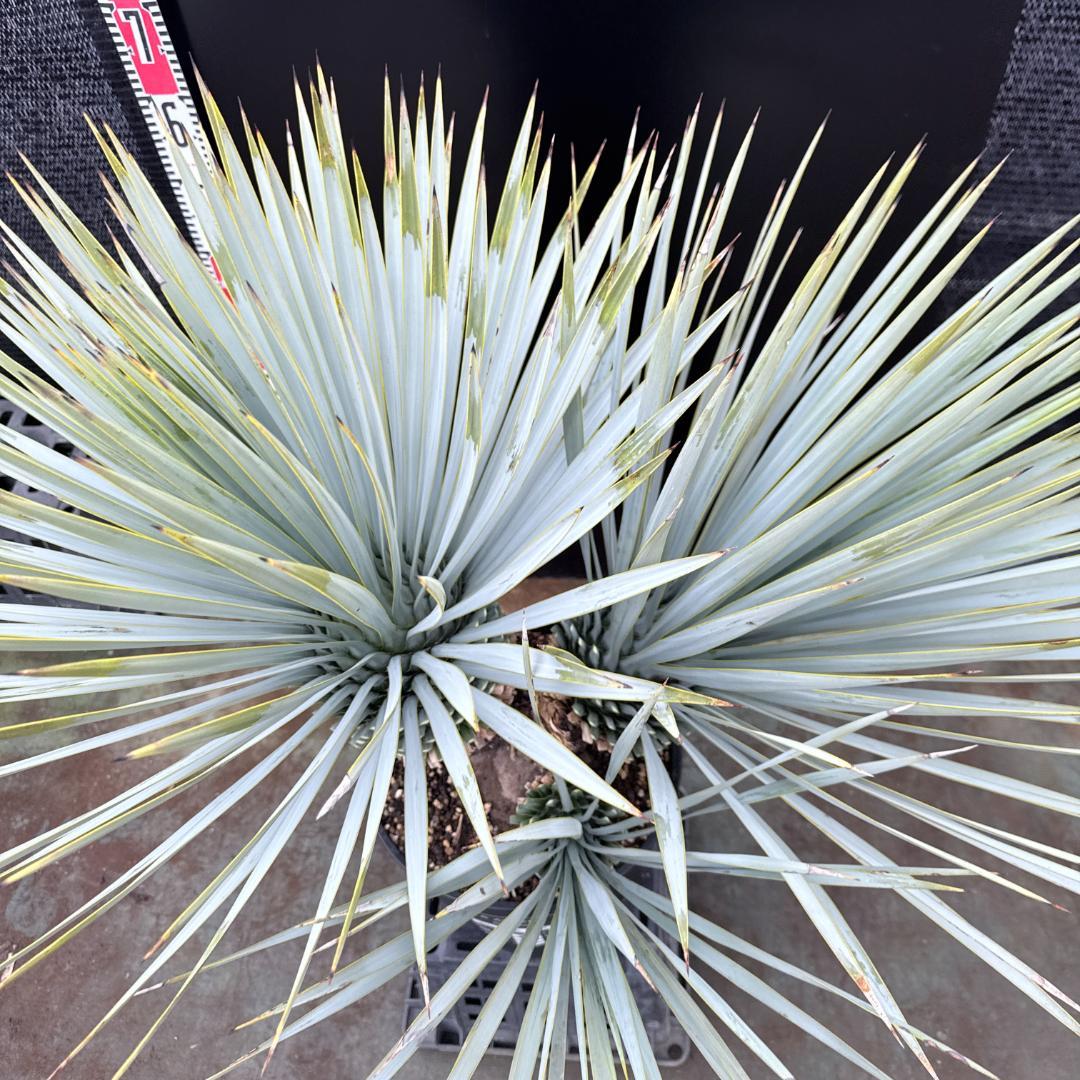 【AL1200】ユッカ　ロストラータ　トリプルヘッド