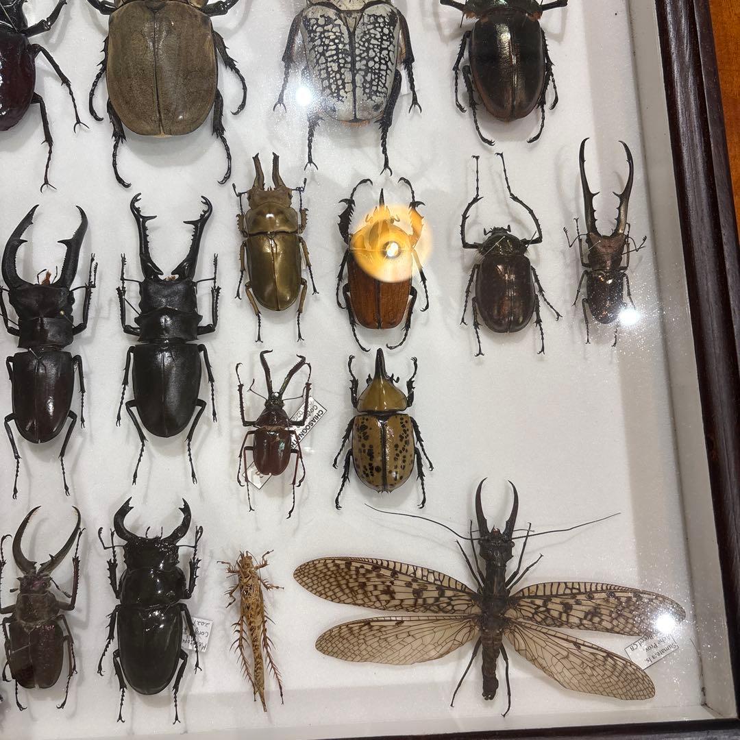 昆虫標本 標本箱 セット (期間限定1万円引き)