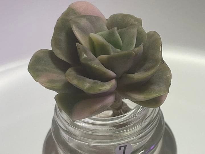 ❤️専用出品❤️ラブリーローズ錦　　　　　　　　　　　　　❤️美しく育ちました♪❤️