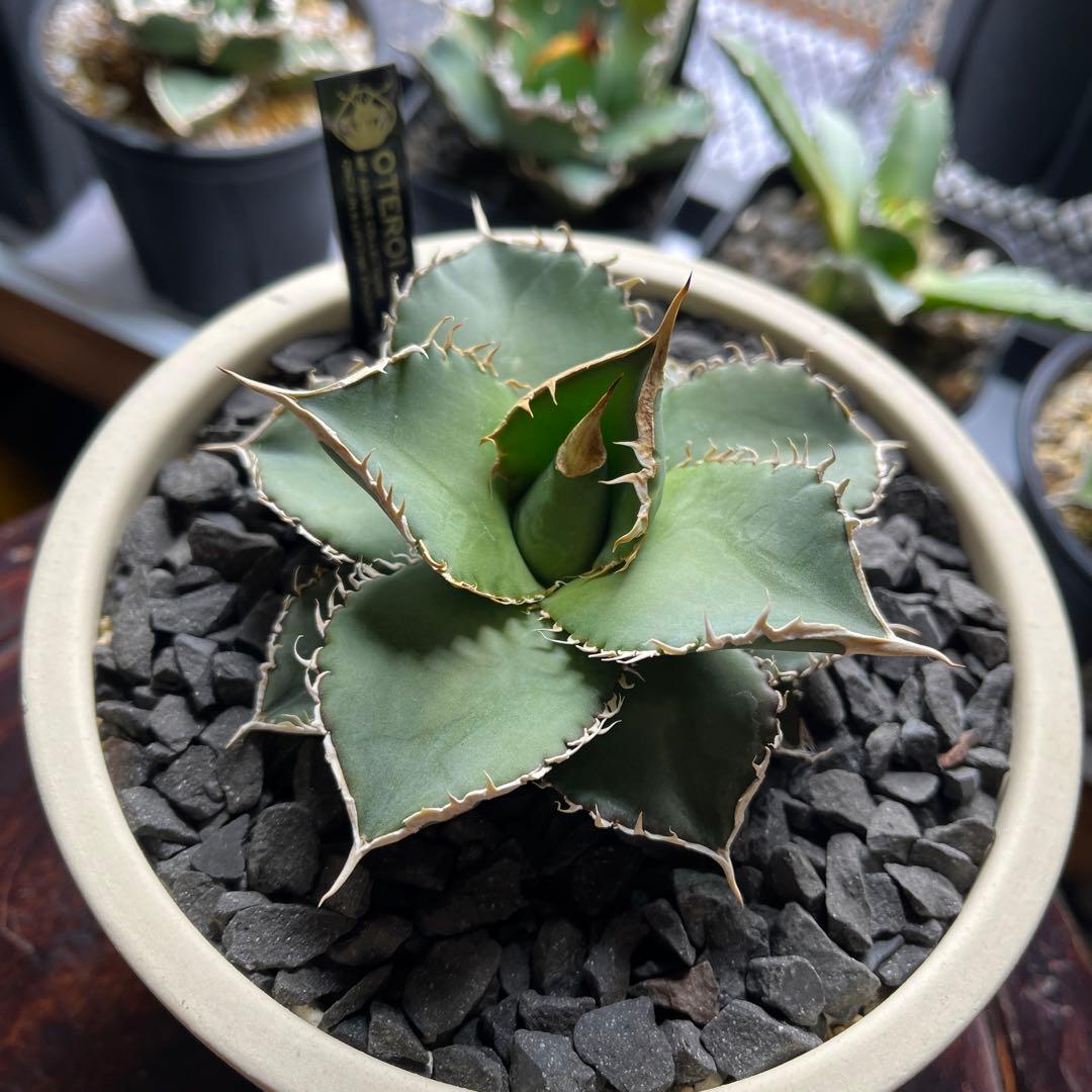 【細棘】アガベ　oteroi（オテロイ）実生選抜株　鉢ごとメルカリ便発送