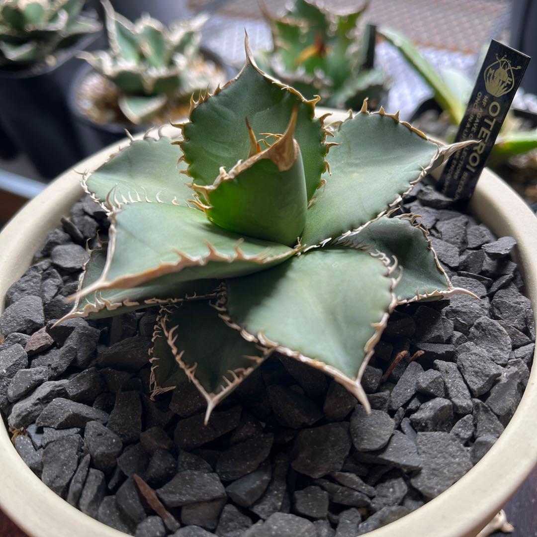 【細棘】アガベ　oteroi（オテロイ）実生選抜株　鉢ごとメルカリ便発送