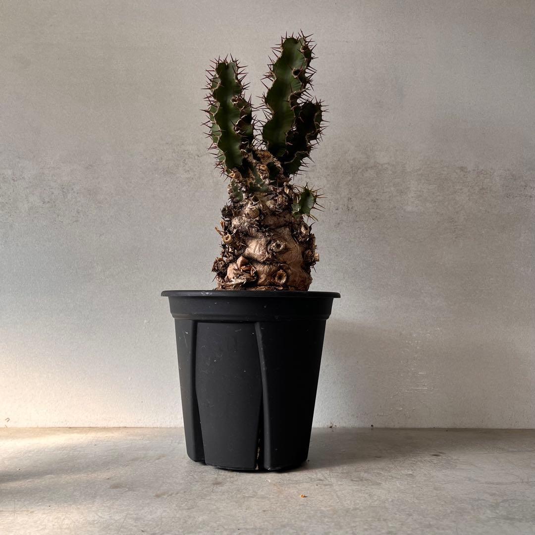 ユーフォルビアムランジーナ　現地球　Euphorbia mlanjeana ②