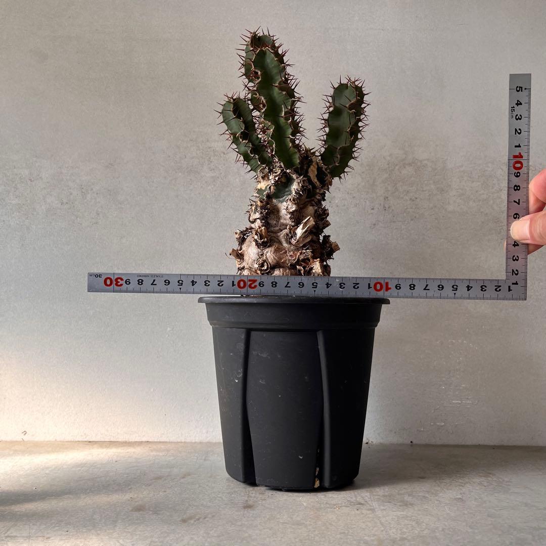 ユーフォルビアムランジーナ　現地球　Euphorbia mlanjeana ②