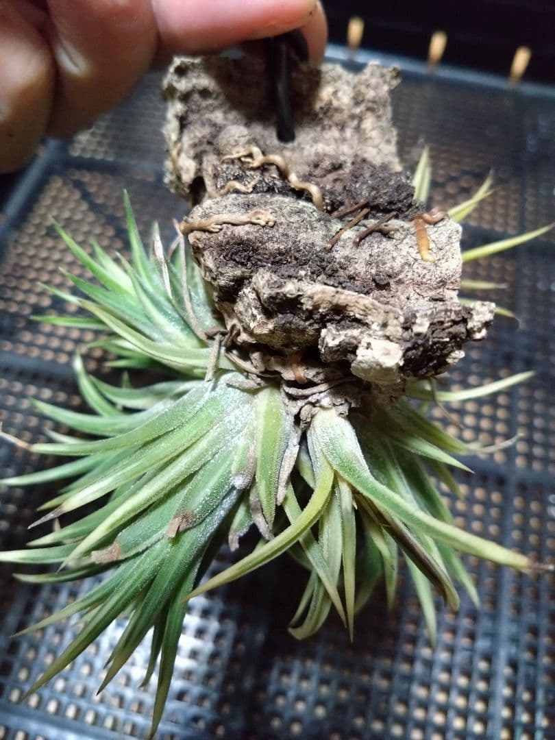 メルカリ便　イオナンタ　アルボマジナータ　クランプコルク着生