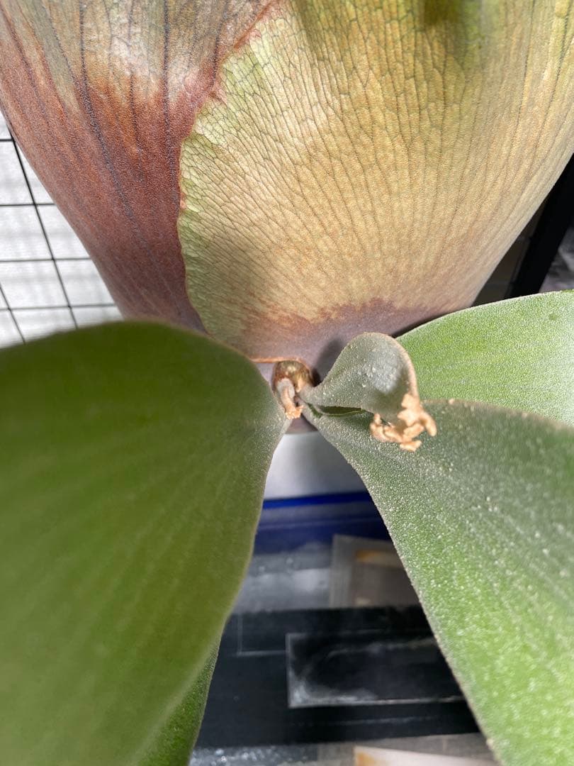 年末まで値下げします！ビカクシダ　patragarden#1 親株本体子株付