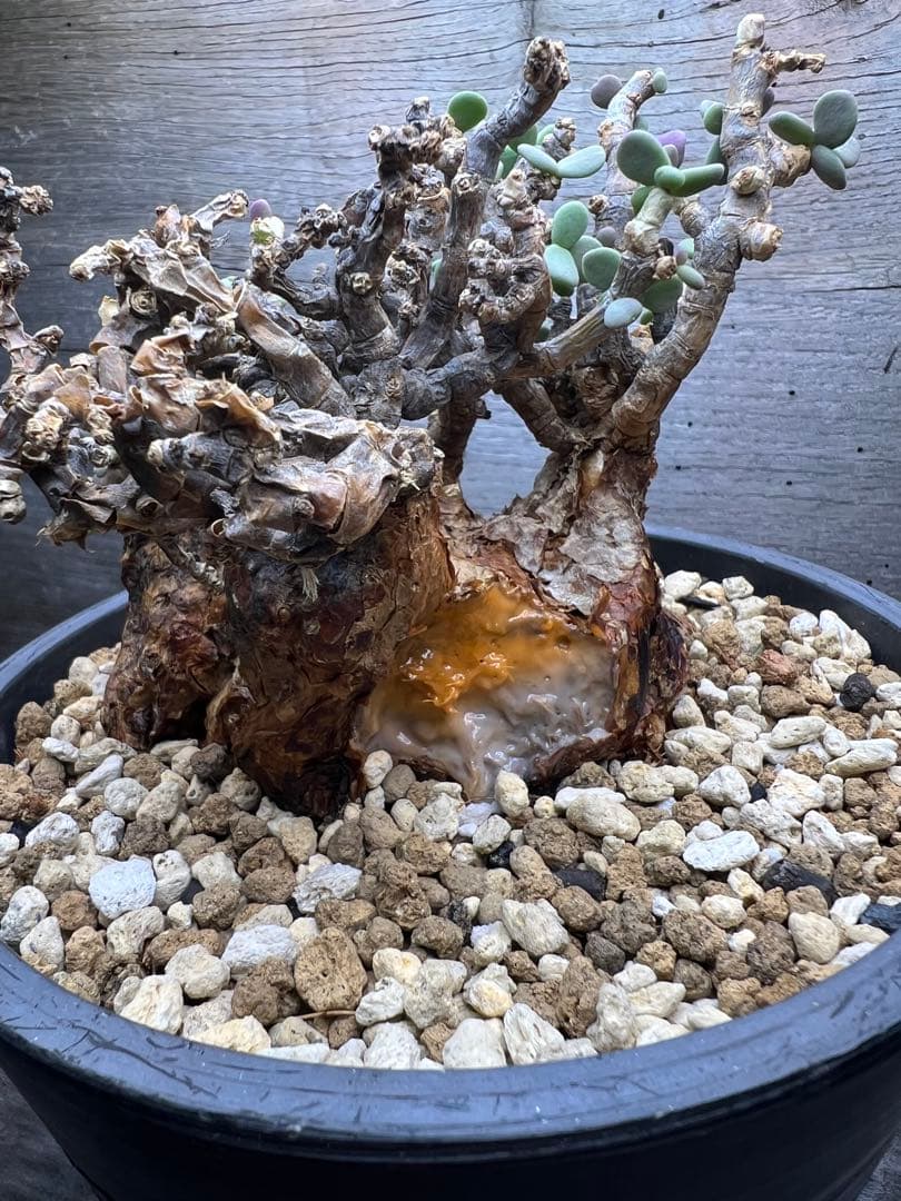 7*i様 発根済　ケラリアピグマエア　現地球