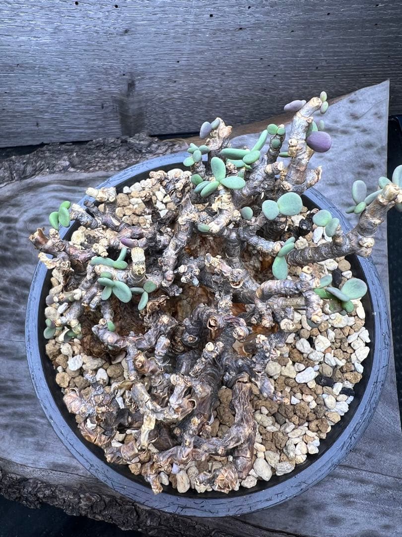 7*i様 発根済　ケラリアピグマエア　現地球