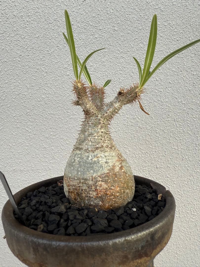 最終値下げ！パキポディウムグラキリス現地球　発根剤　塊根植物　コーデックス