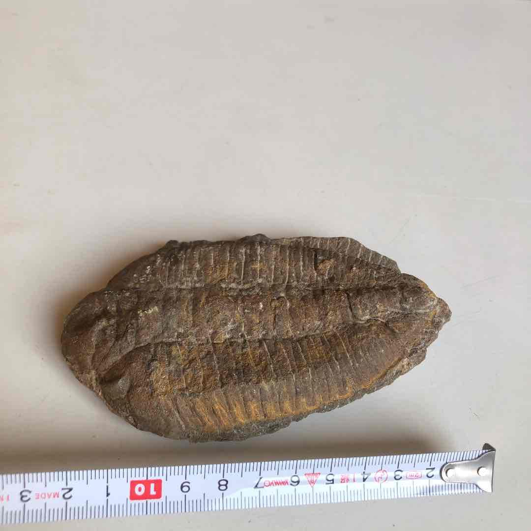 モロッコ産　三葉虫化石　現在輸出禁止です。