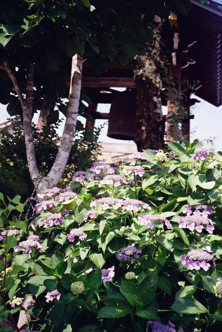 【実写確認整備品】ローライXF35／ゾナー40mmf2.3・Pフィルター付