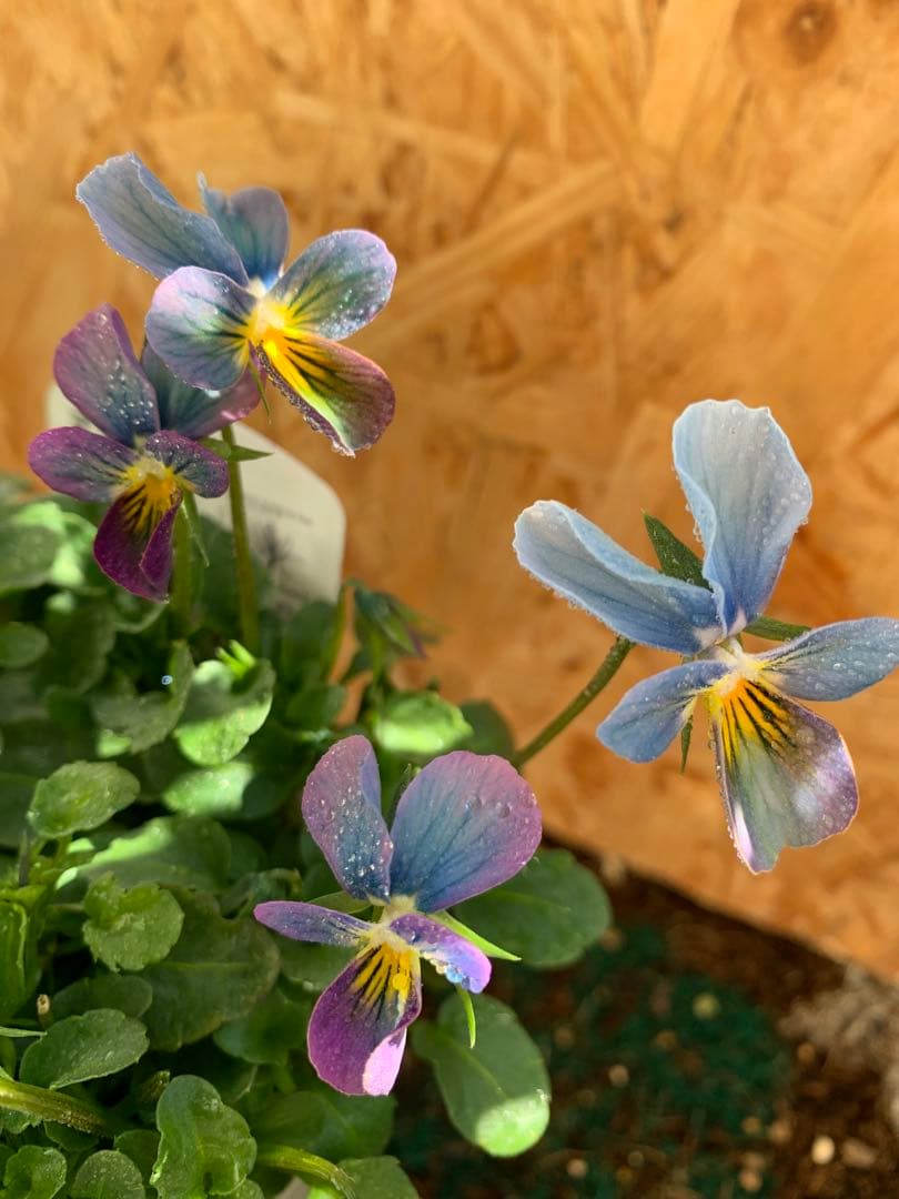 R*U様 すみれ図鑑　1苗　no I