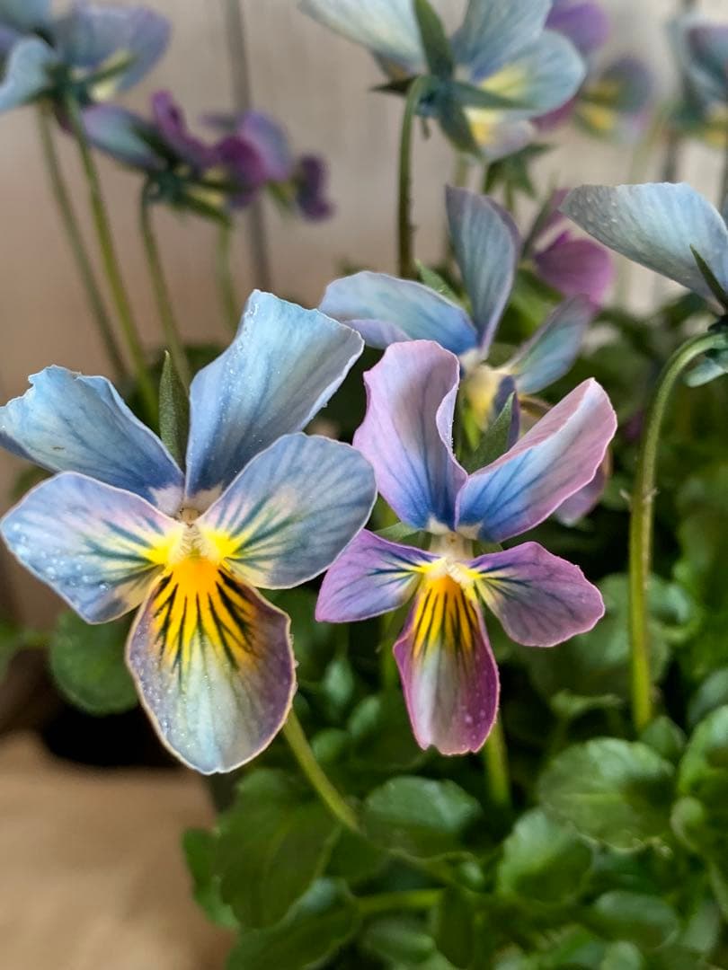 R*U様 すみれ図鑑　1苗　no I