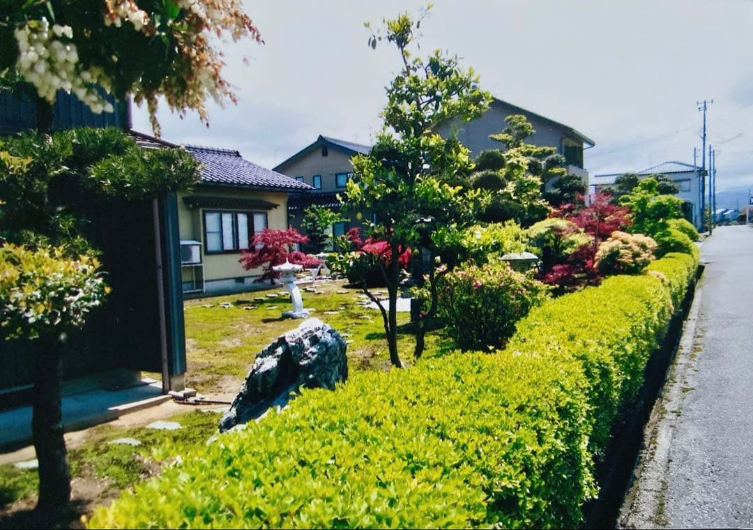 ドウダンツツジ 生垣 バラ売り可【石川県引き取り限定】まとめ割