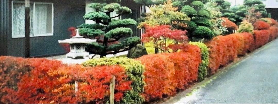 ドウダンツツジ 生垣 バラ売り可【石川県引き取り限定】まとめ割