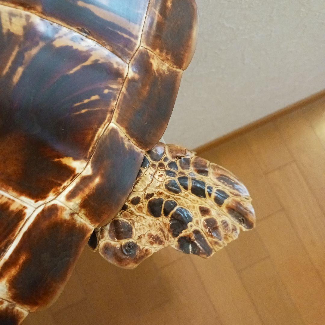 カメの剥製　オブジェ　壁掛け