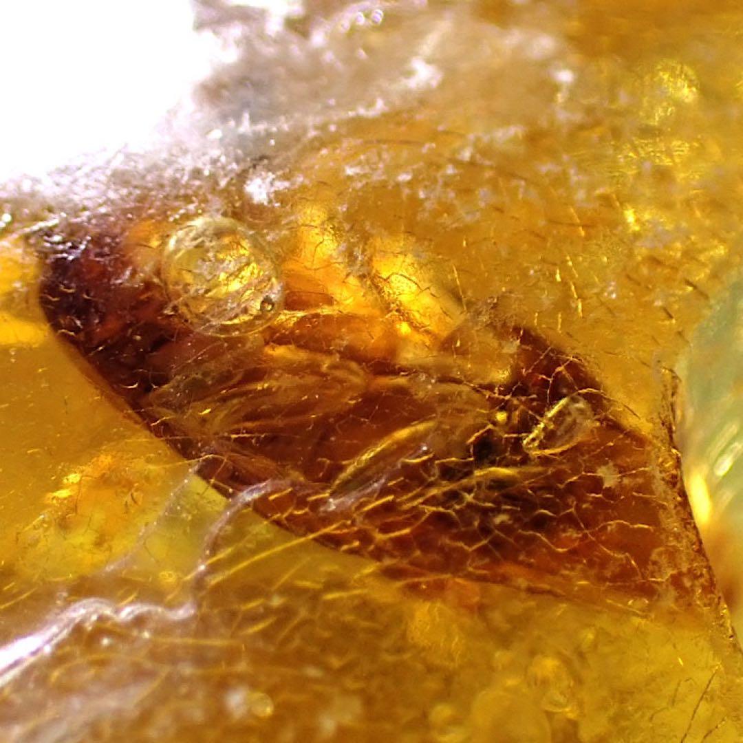 【オーストラリア産】ゴキブリ入り！天然琥珀(アンバー)