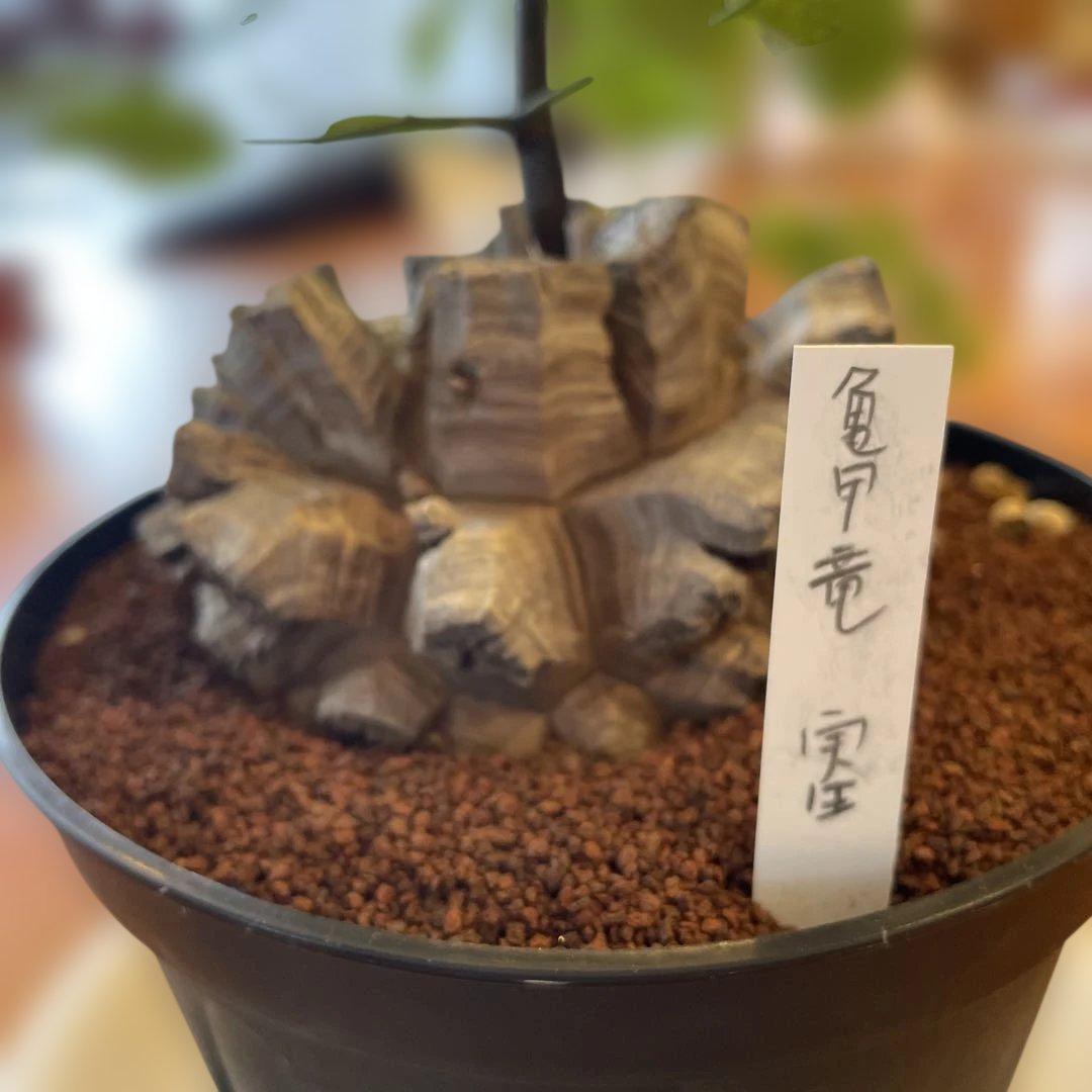 亀甲竜 実生