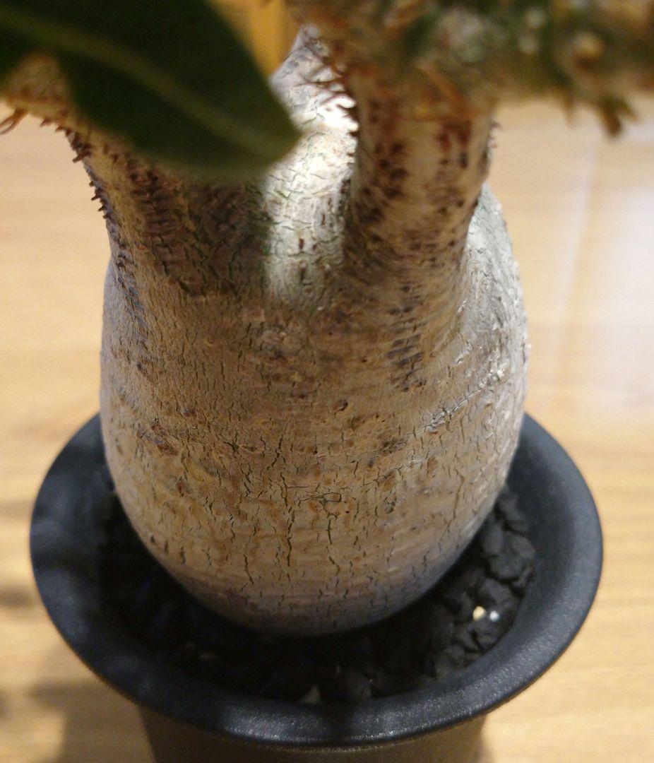 現地球 発根済み 枝振り最高グラキリス 丸々美株 フラワーガーデンIZUMI