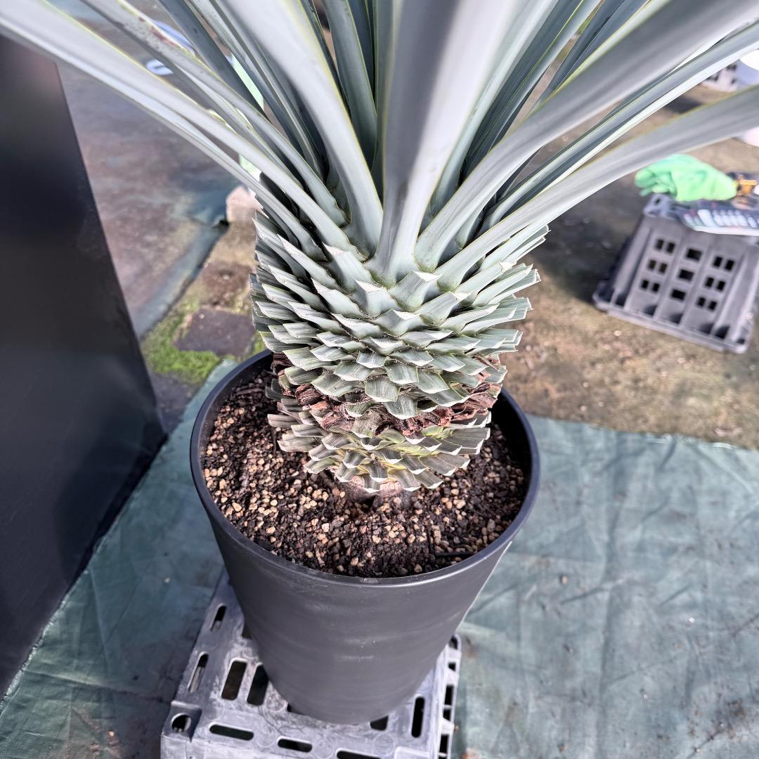 Z*Z様 【AL1128】ユッカ　リギダ