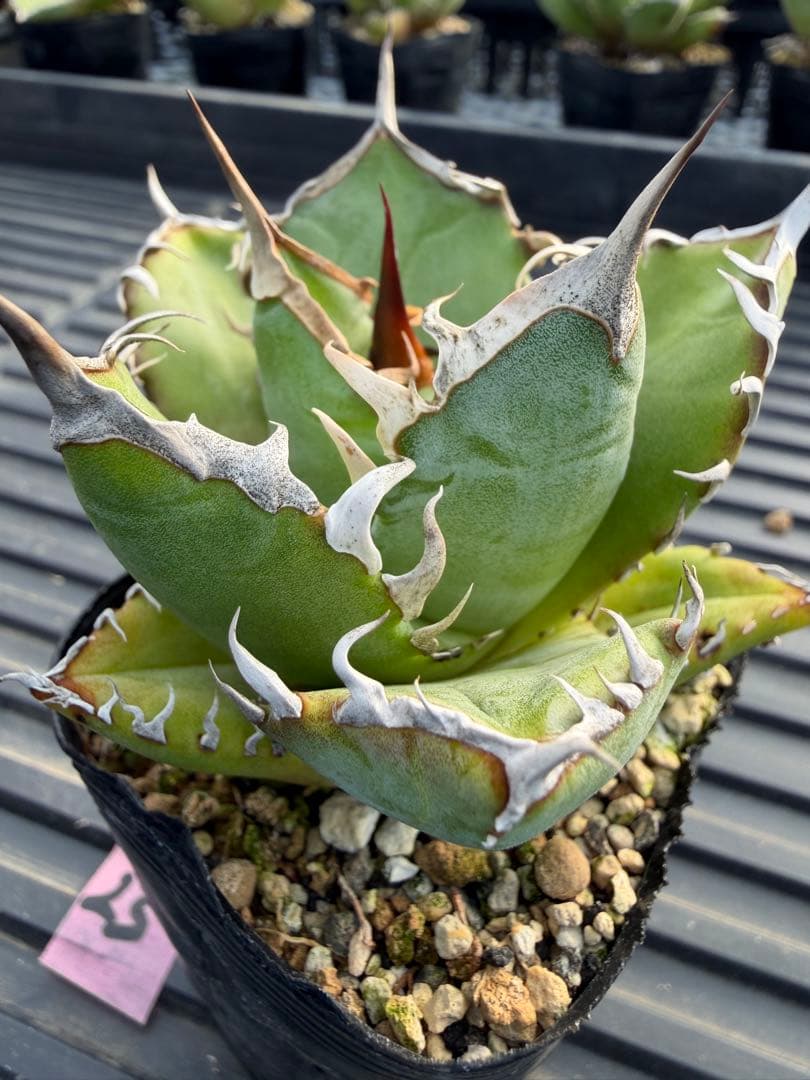 オテロイ　実生コレクション株25