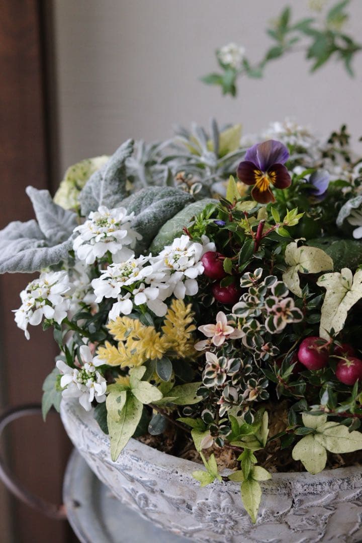 イベリスとカラーリーフのエレガントな春寄せ植え