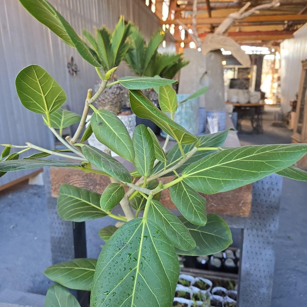 ⑤　フィカス　ベンガレンシオードリー曲がり仕立て　7号