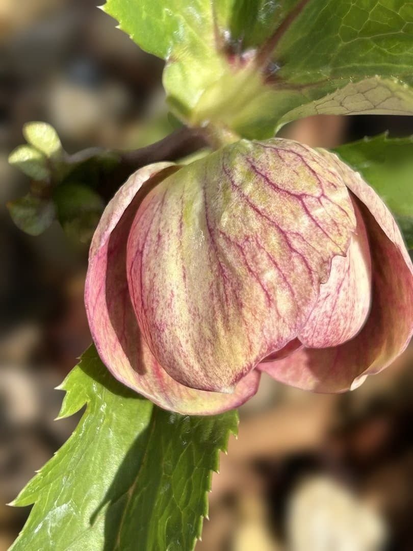 ラ*ズ様 クリスマスローズ　オーレア苗