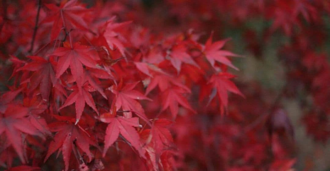 シエテ様　CANON　EOS Kiss N⚡️初心者⚡️広角から中望遠　一眼レフ