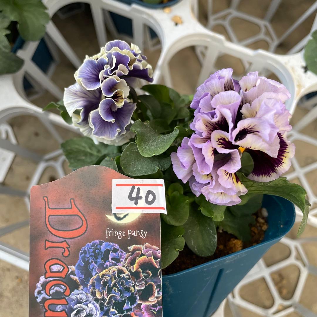 花 aru
