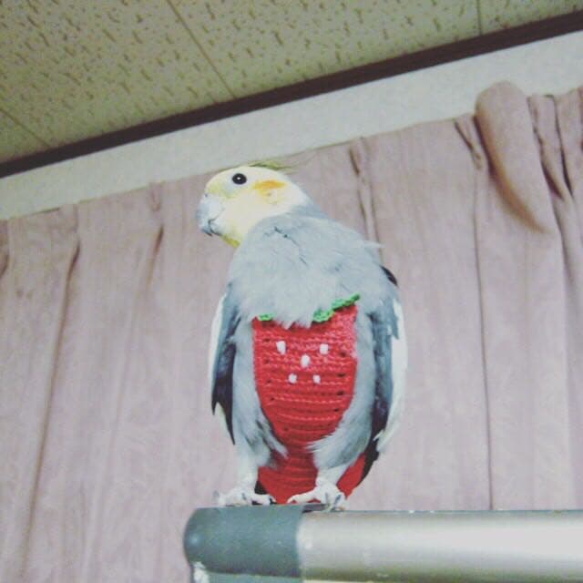 オーダーメイドの鳥さんのお洋服♪