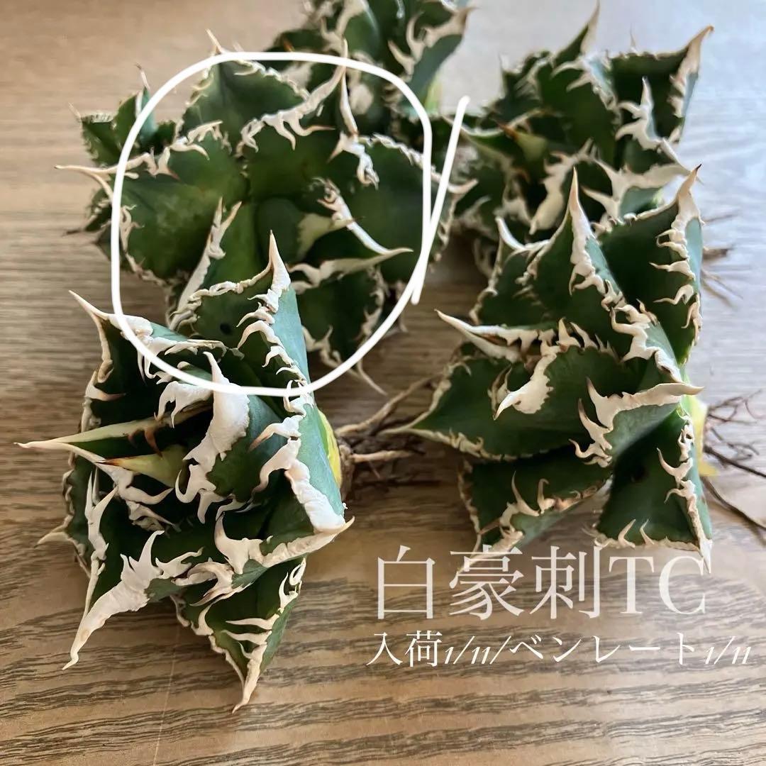 Y*i様 【初売りオークション】59 特選　子株2株付き　アガベ　チタノタ　白豪