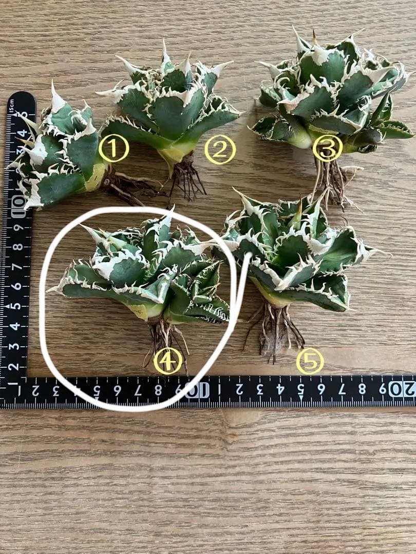 Y*i様 【初売りオークション】59 特選　子株2株付き　アガベ　チタノタ　白豪