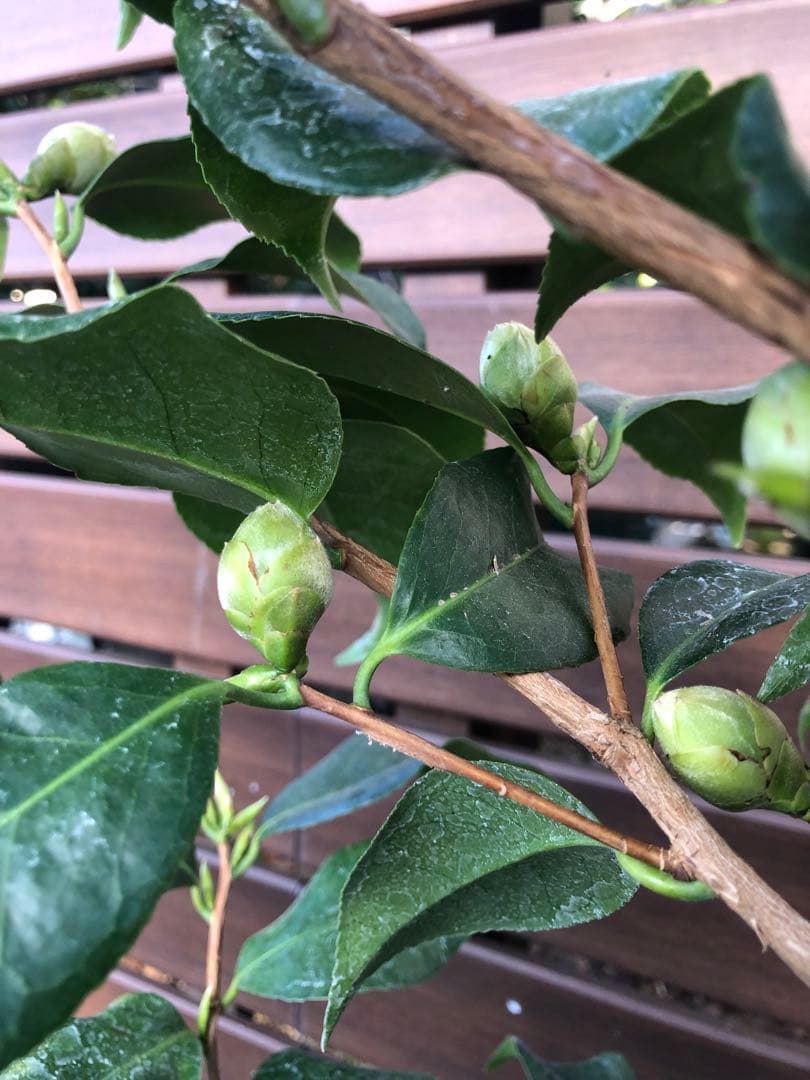 浦風　接木苗　椿　鉢底約100cm