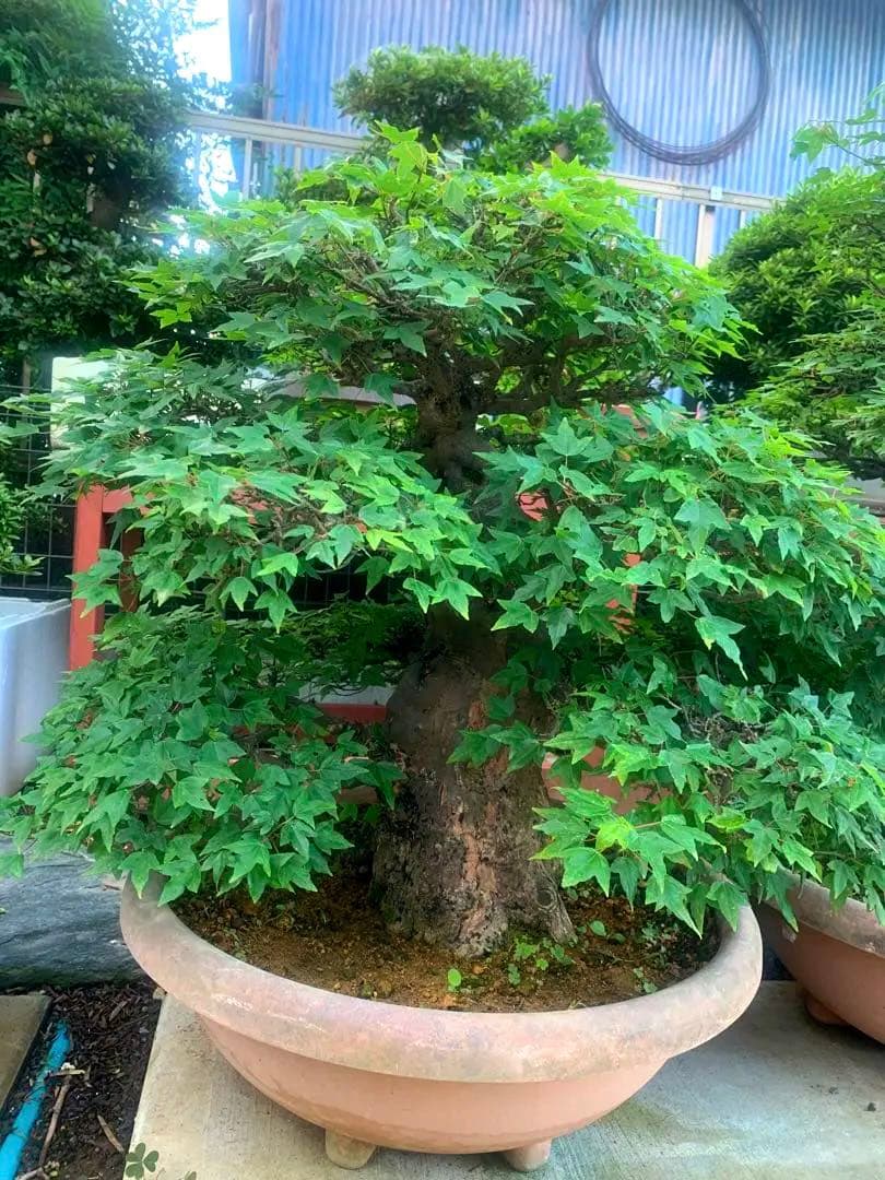 モミジ楓