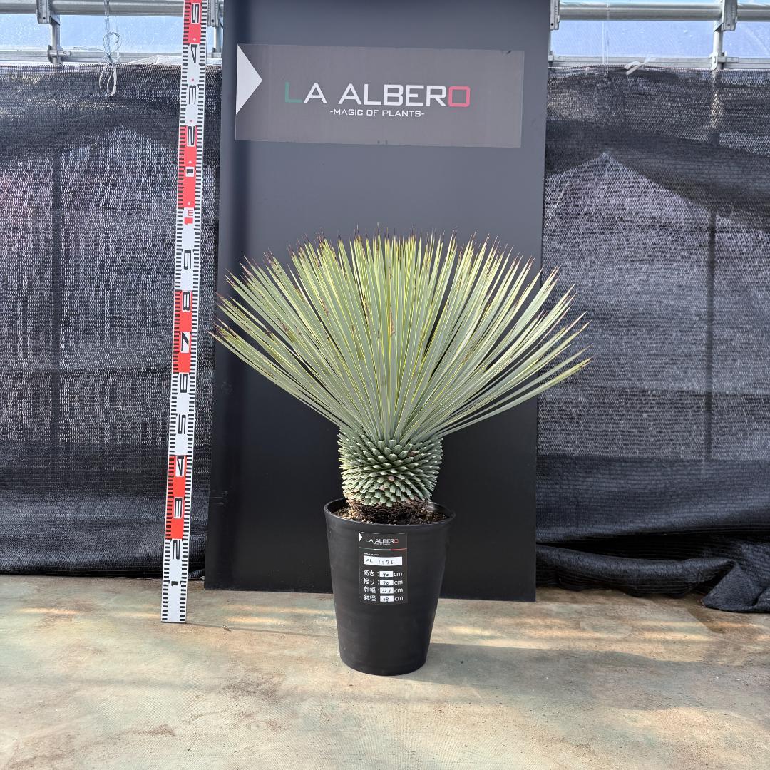 【AL1175】ユッカ　ロストラータ　極太　超美形　シルバーブルー　葉数多