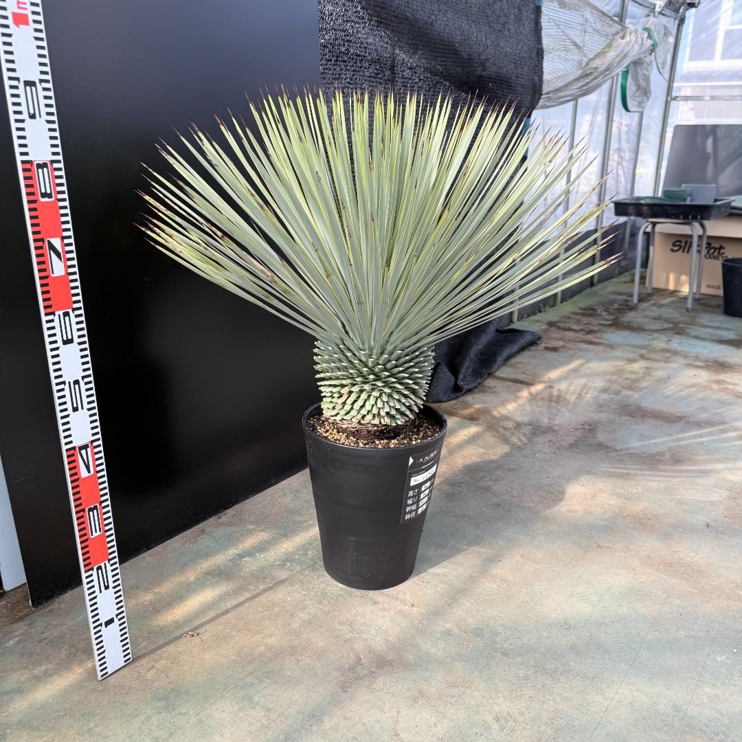 【AL1175】ユッカ　ロストラータ　極太　超美形　シルバーブルー　葉数多