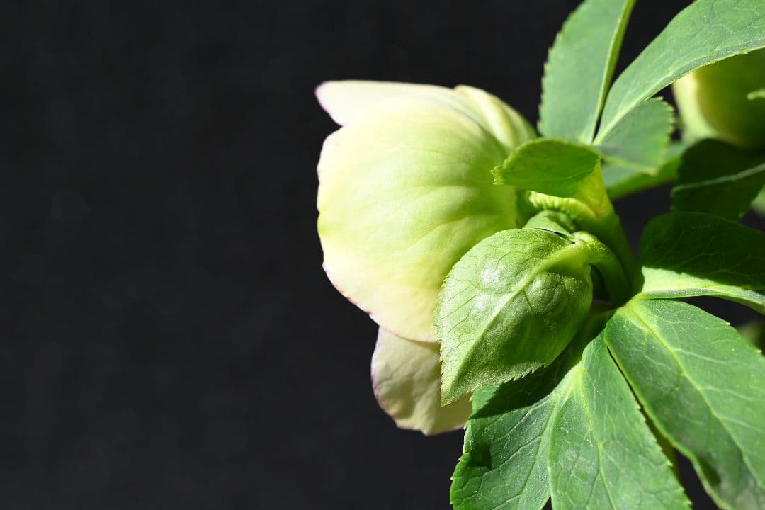 クリスマスローズ　認定アフロディーテ　加藤農園