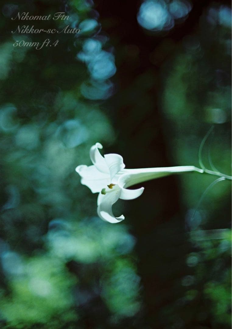 nikon ftn＊50mm f1.4★完動品＊美品＊初期保証＊作例多数！