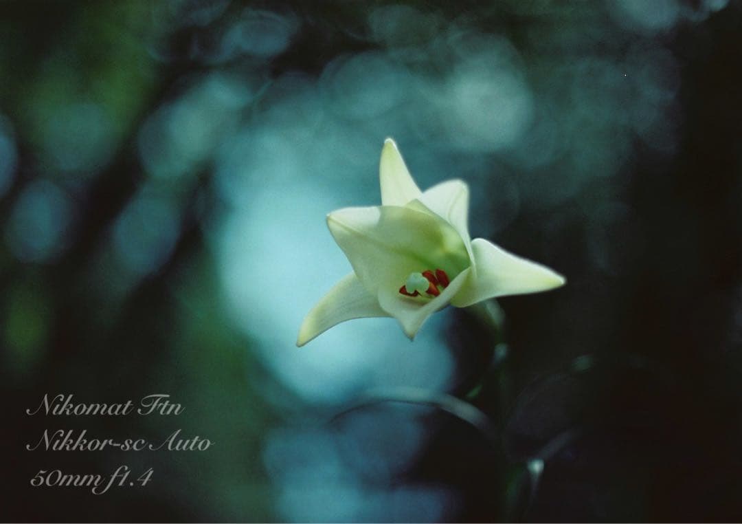 nikon ftn＊50mm f1.4★完動品＊美品＊初期保証＊作例多数！