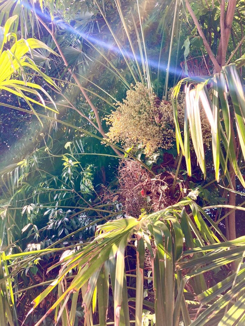 完売　天然＊野生のシュロの木/シュロの大木/棕櫚の木/苗木