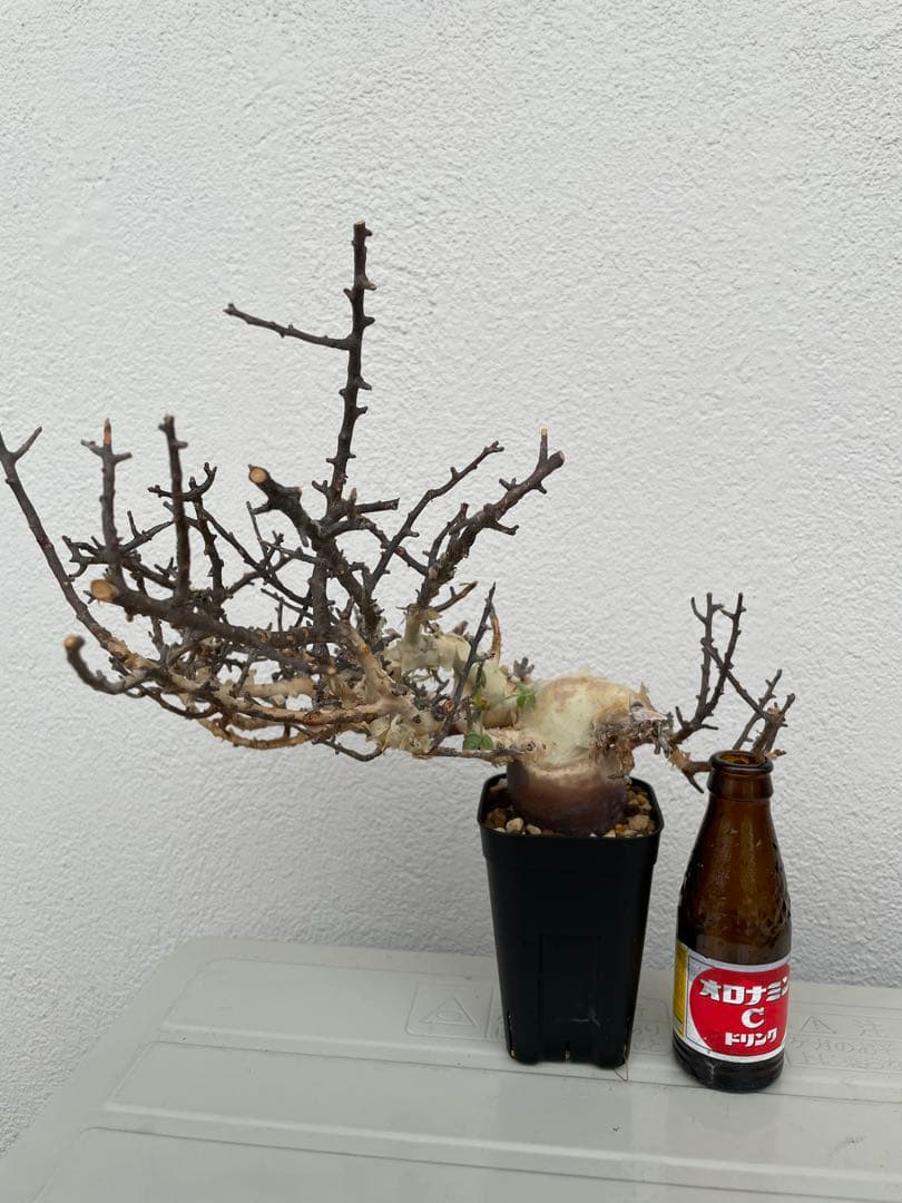 コミフォラ　カタフ　ピュア