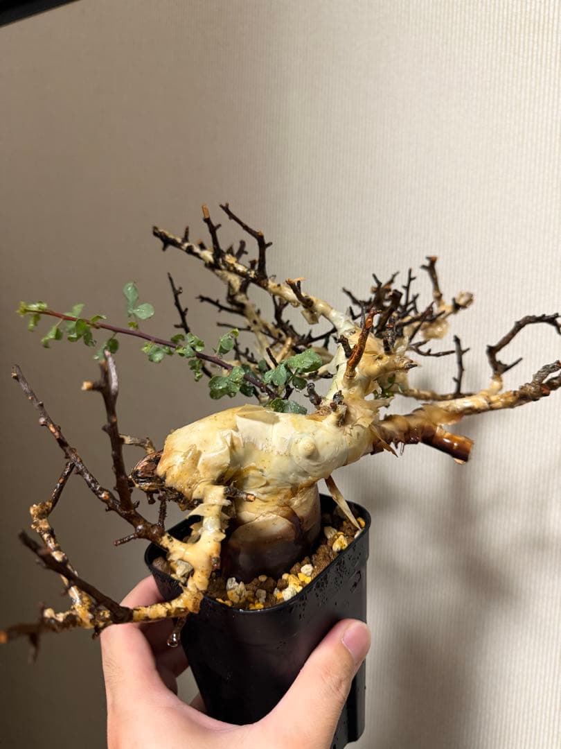 コミフォラ　カタフ　ピュア